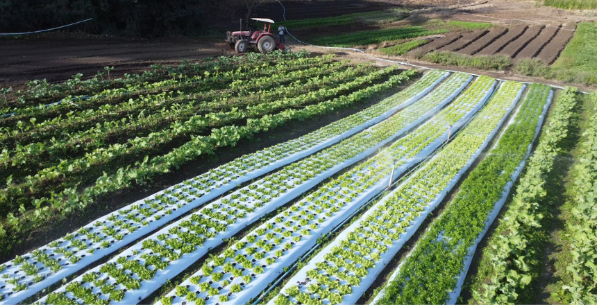 PJF abre edital para adquirir 30 toneladas de alimentos da agricultura familiar via PAA