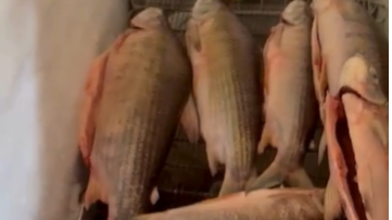 PM apreende 318 kg de peixe e prende sete pessoas em operação contra pesca predatória em Além Paraíba