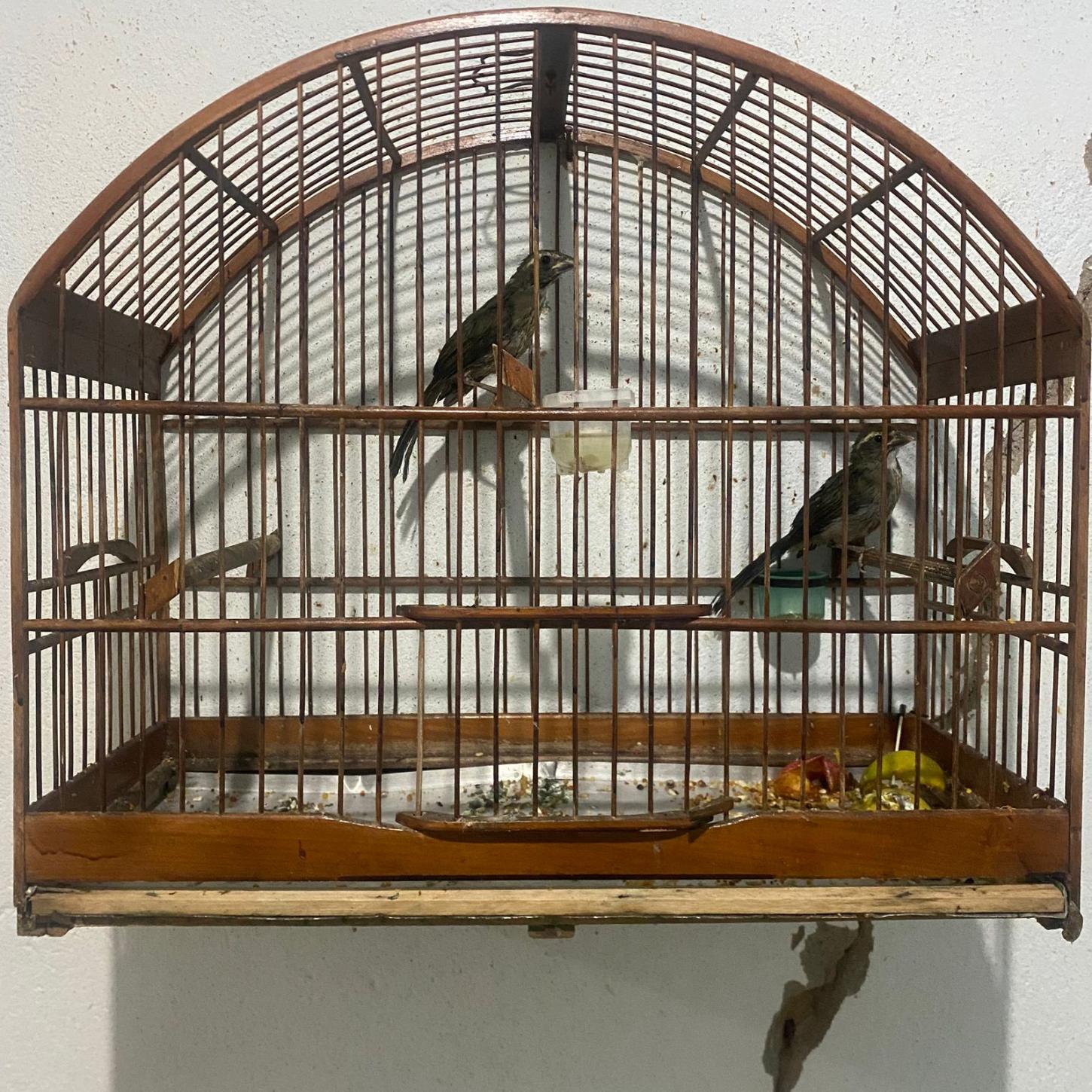 PM cumpre 5 mandados de prisão na região; em Alfredo Vasconcelos, foragido quebrou o celular e mantinha aves em cativeiro