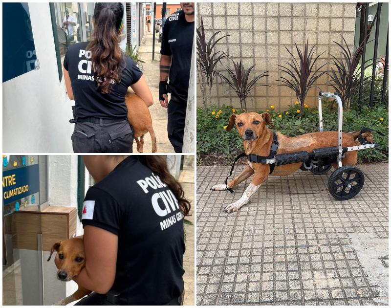 Polícia Civil resgata cadela paraplégica coberta de lama durante enchentes em Ubá