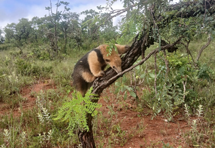 Tamanduá-mirim é resgatado por Bombeiros após se esconder sob entulhos em ferro-velho de Congonhas