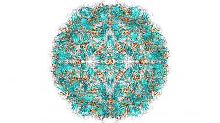 Vírus do resfriado se ‘esconde’ e se multiplica nas amígdalas e adenoides mesmo em pessoas sem sintomas