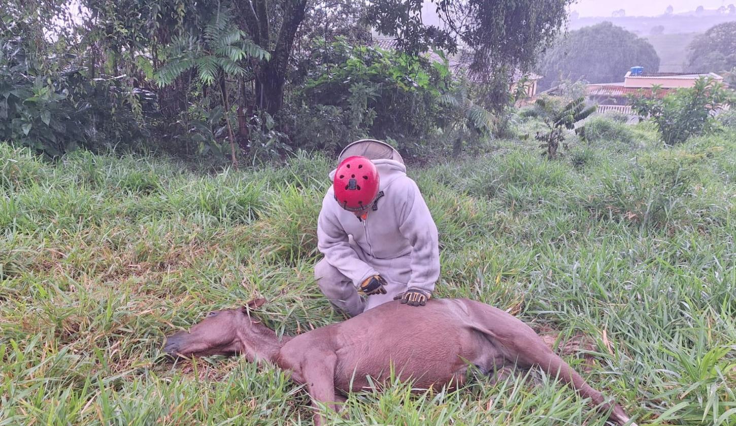 Abelhas atacam e matam dois equinos no centro de Ibertioga, próximo a Barbacena