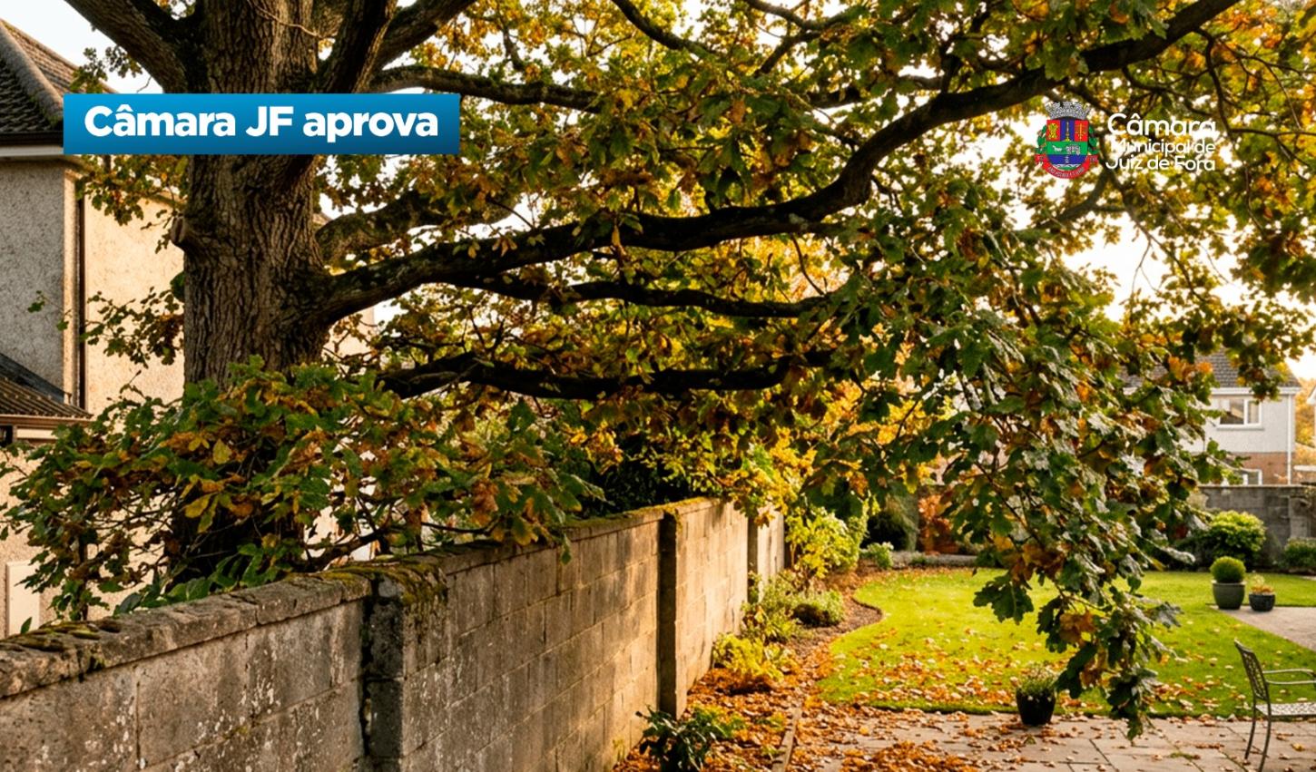 Câmara de Juiz de Fora aprova multa para proprietário de árvore que invadir terreno vizinho