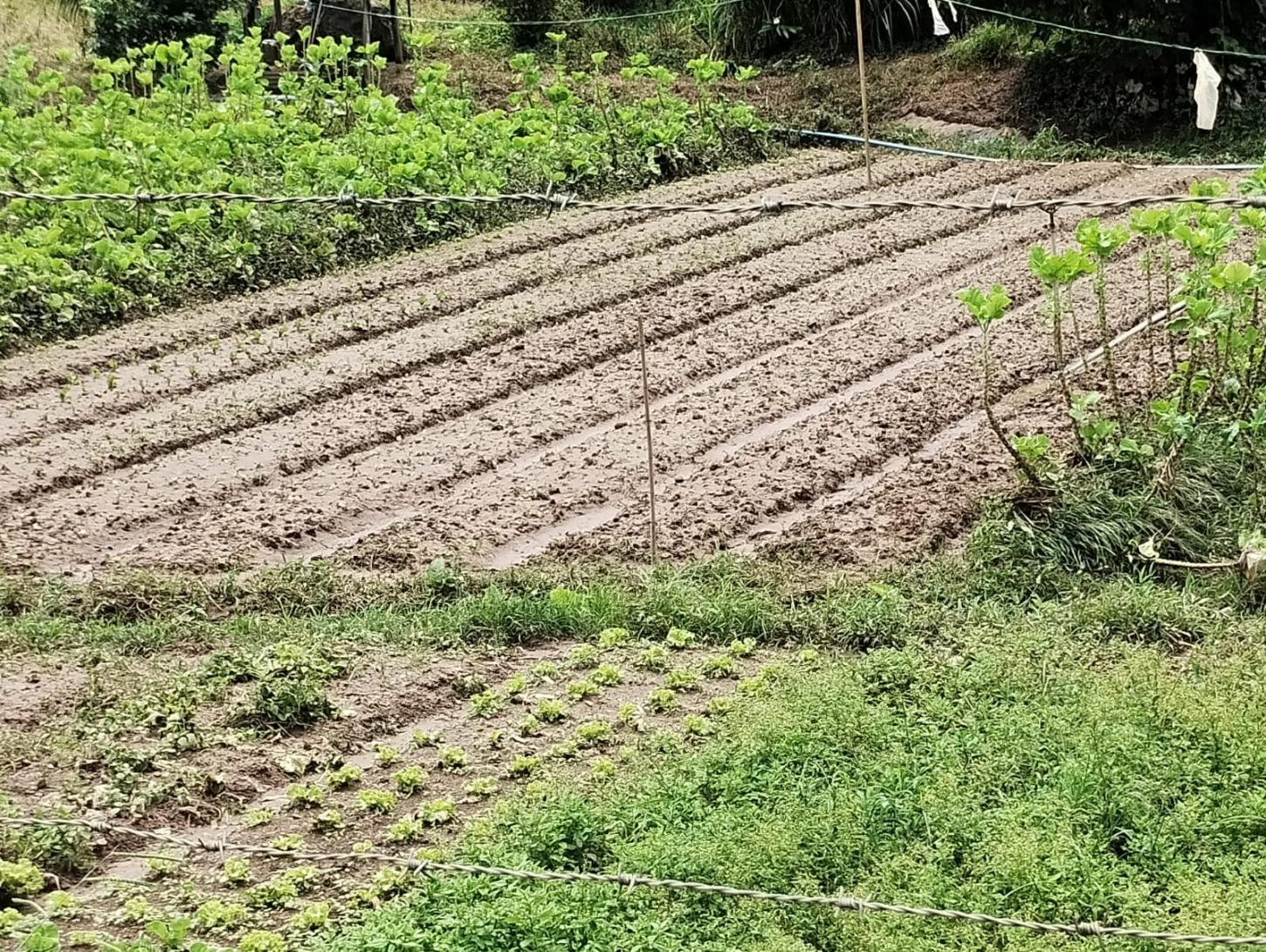Chuvas na Zona da Mata prejudicam mais de 400 produtores rurais