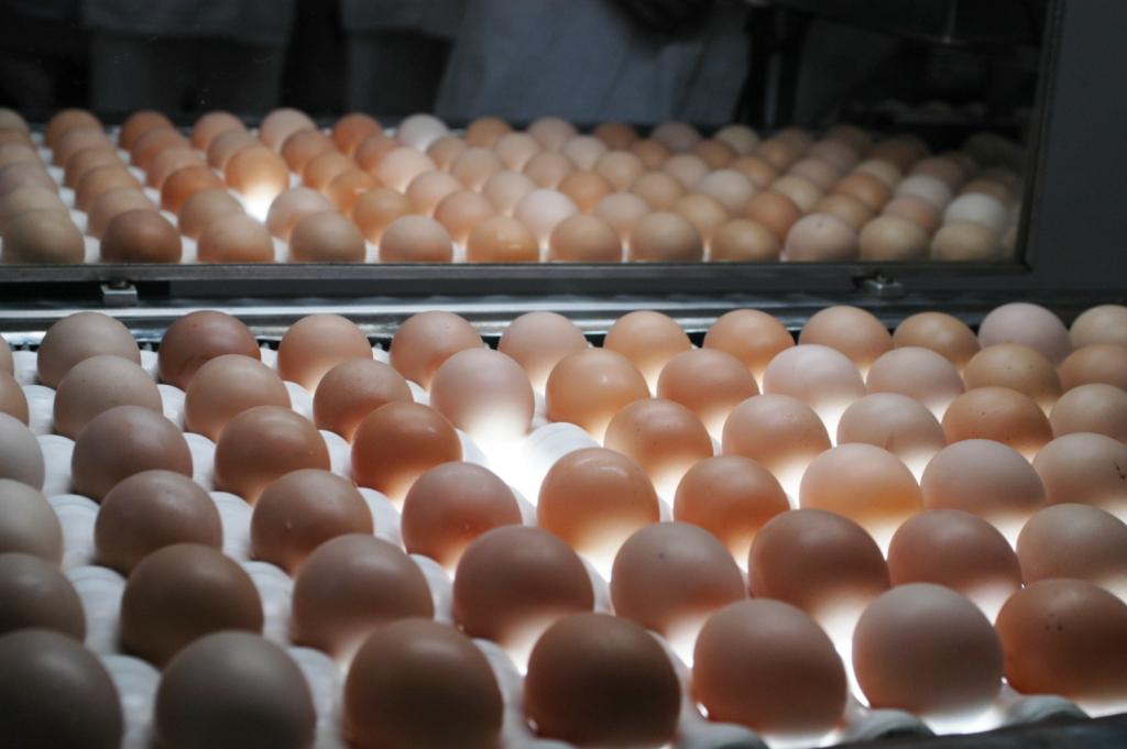 Exportação de ovos em Minas Gerais cresce 15% no primeiro bimestre