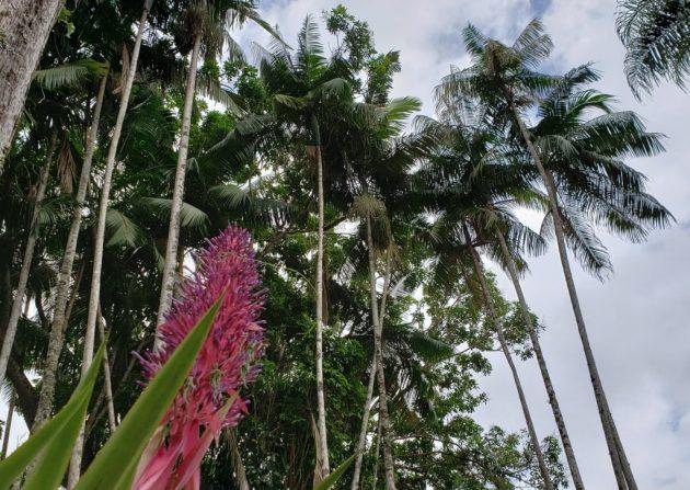 Jardim Botânico da UFJF abre 108 vagas para visitas guiadas de escolas e grupos
