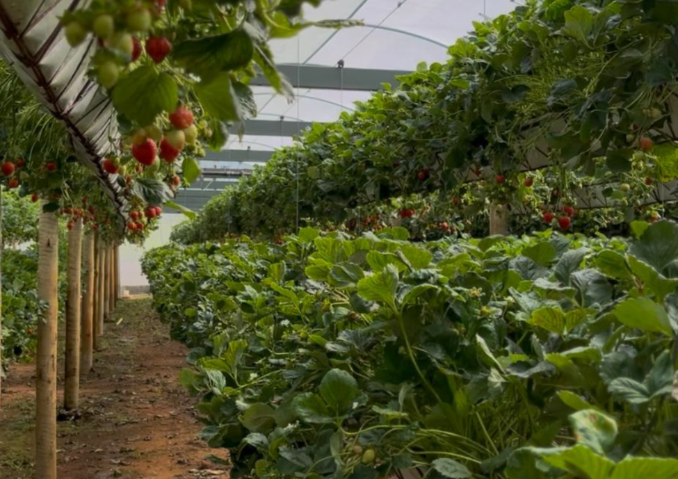 Morango importado cresce 868% e preocupa produtores de Minas