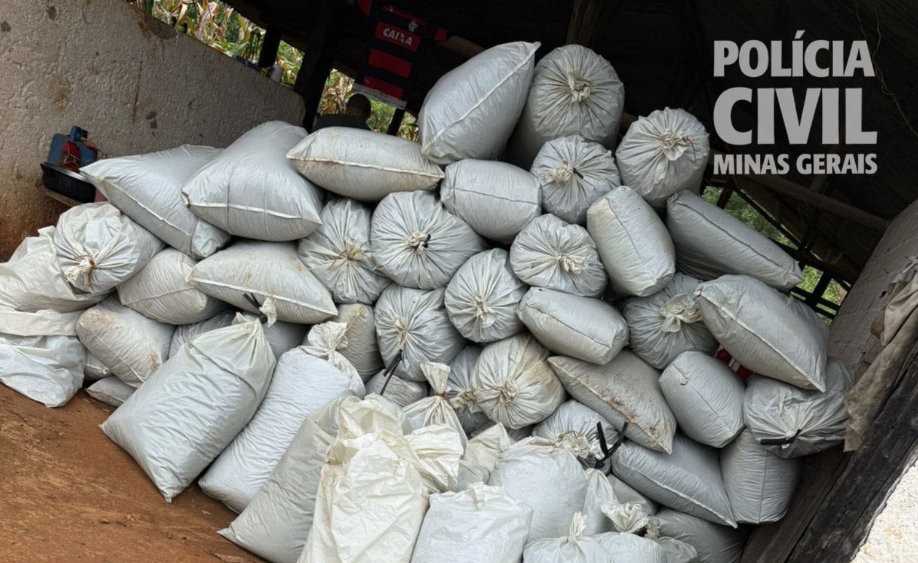 Polícia Civil descobre plantações de maconha e prende suspeitos no Vale do Jequitinhonha