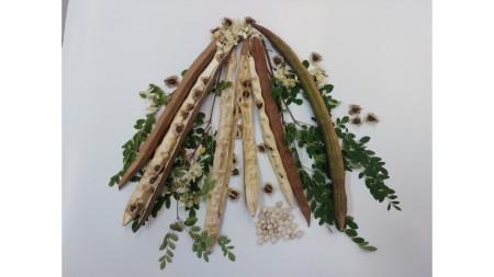 Semente de planta comum no Brasil mostra potencial para remoção de microplásticos da água