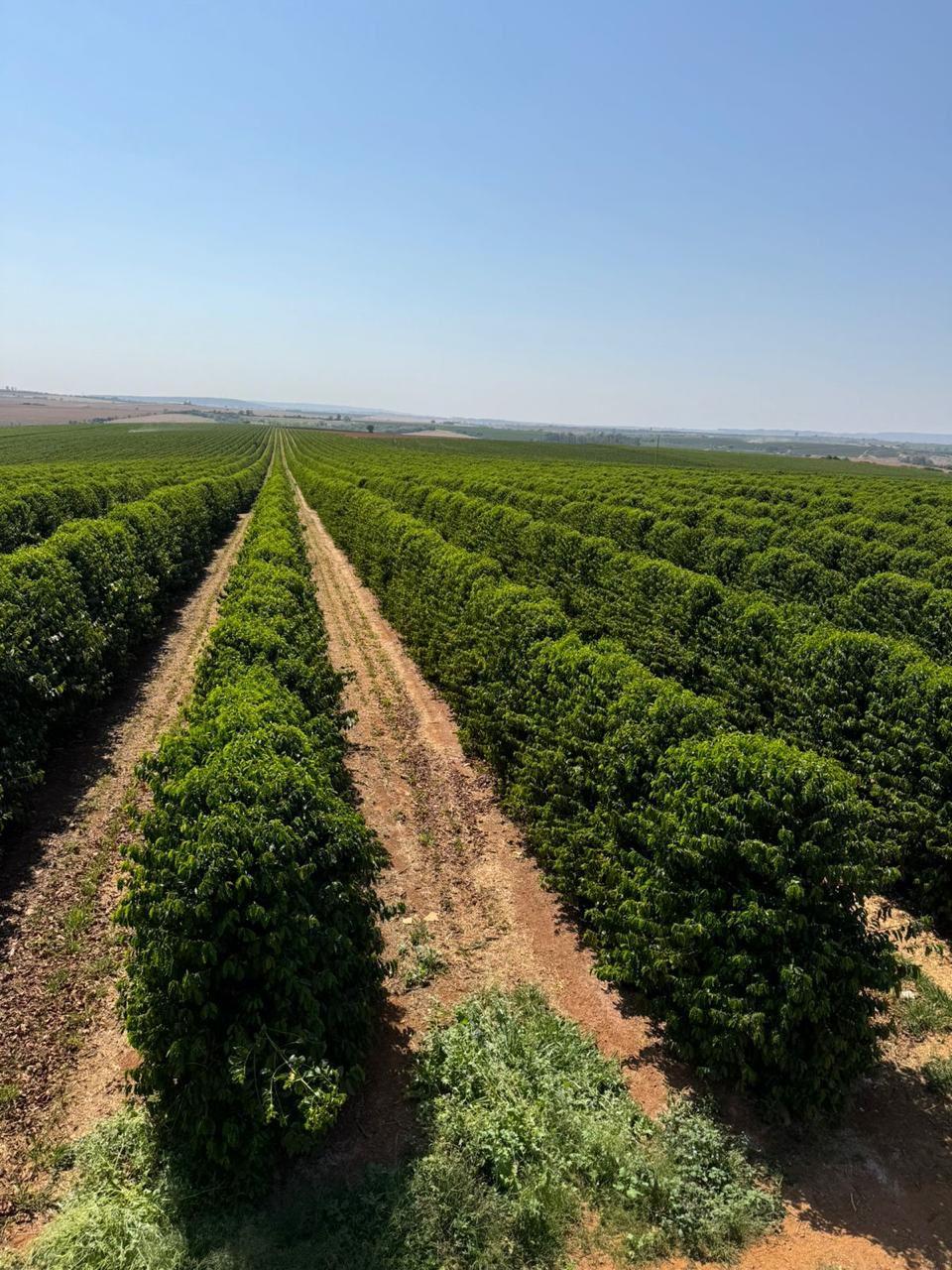 BDMG investe R$ 1,6 bilhão para impulsionar cafeicultura sustentável em Minas Gerais
