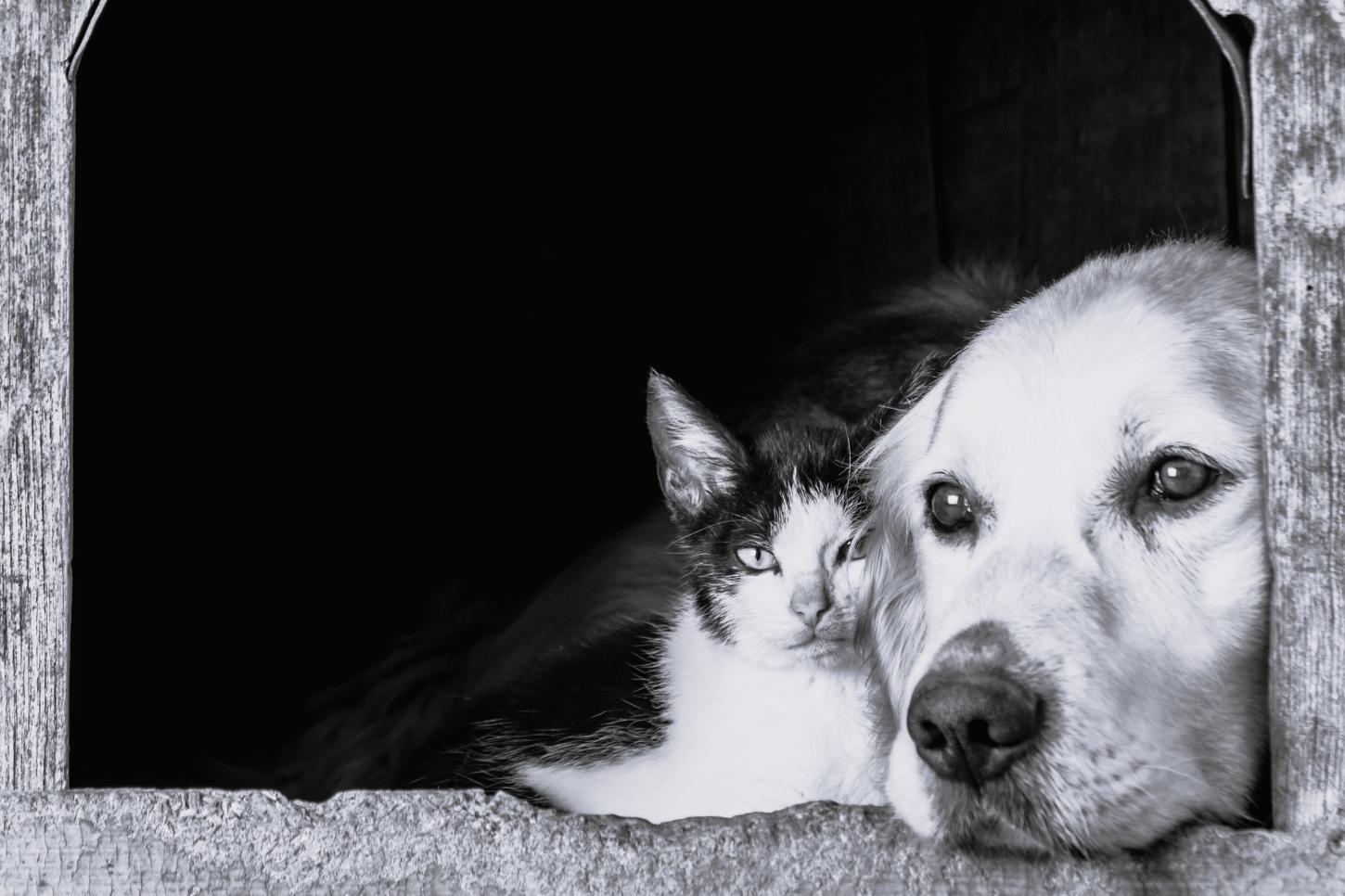 Câmara de Juiz de Fora aprova enterro de pets em cemitérios da cidade