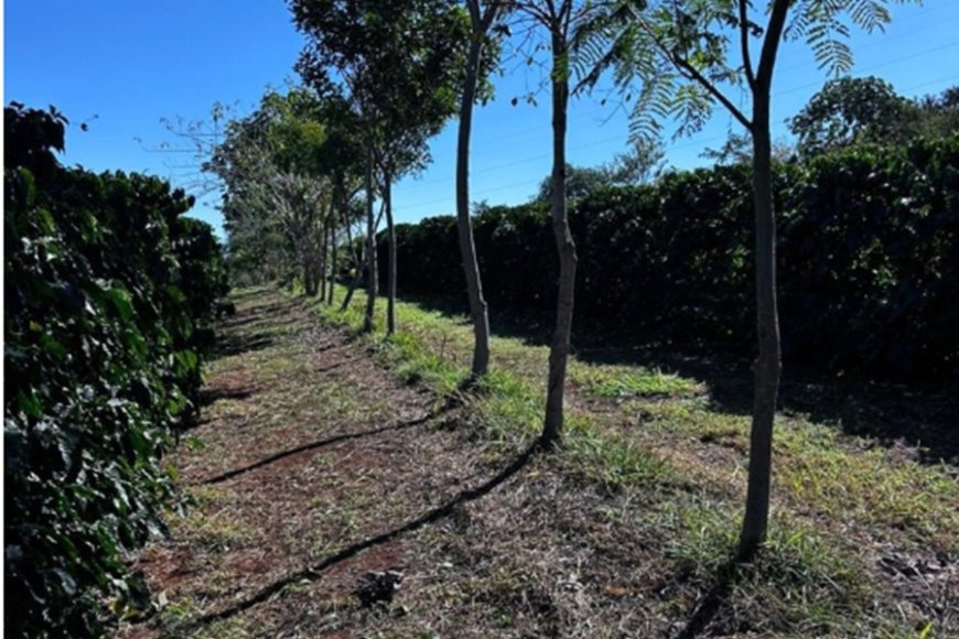 Cooperativa comercializa créditos de carbono pioneiros no agronegócio