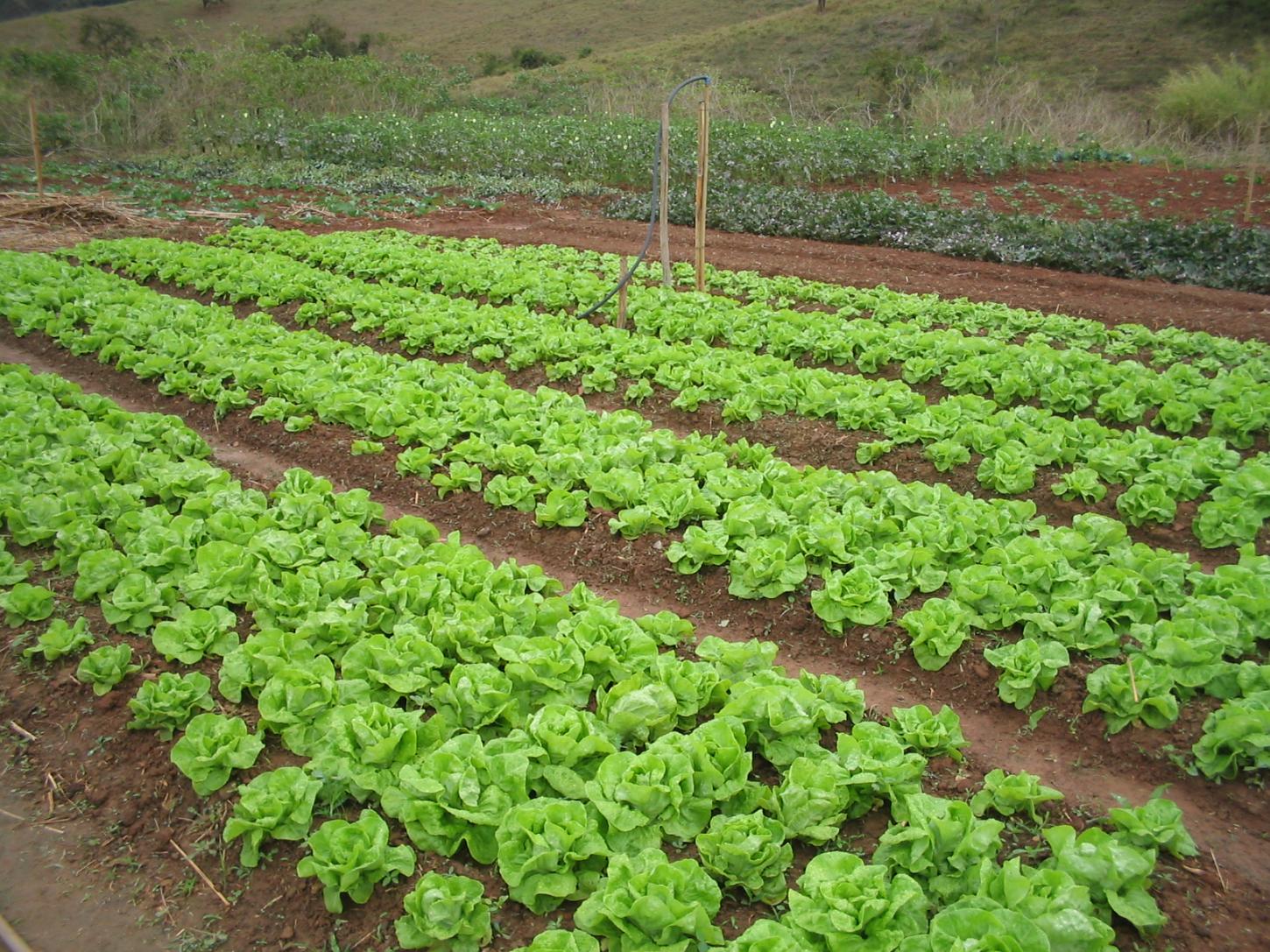 Emater-MG promove capacitação gratuita em agroecologia durante a 91ª ExpoZebu
