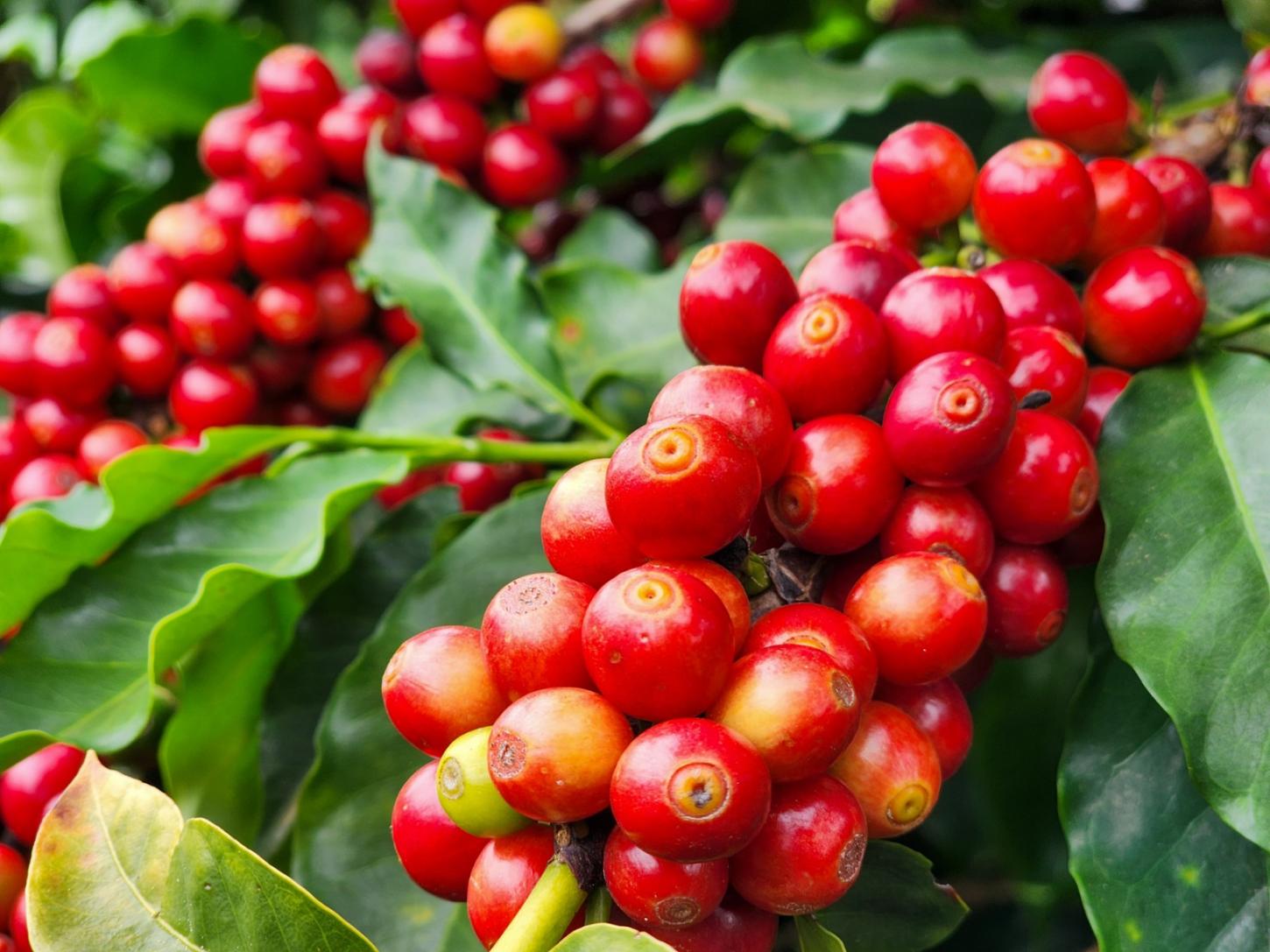 Exportações do agro mineiro atingem US$ 3,93 bilhões no 1º trimestre