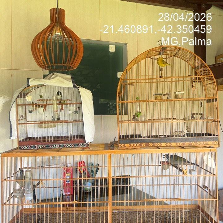 Homem é preso por manter aves silvestres em cativeiro ilegal na Zona da Mata