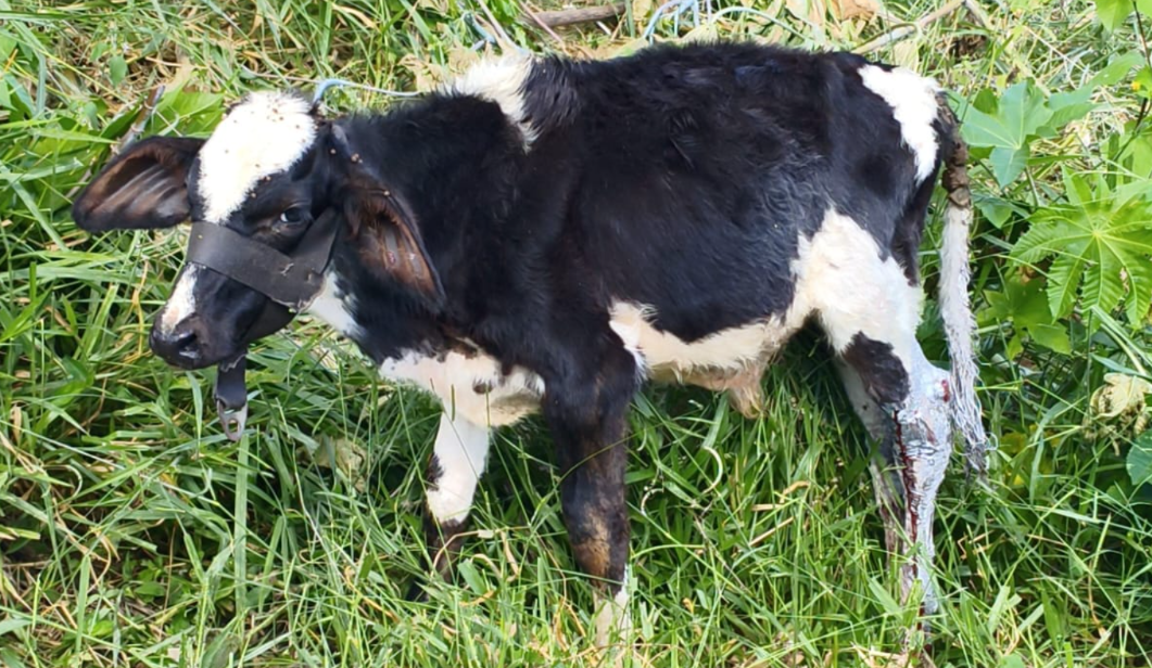 Idoso é preso após agredir bezerro e deixar animal ferido em cidade de MG