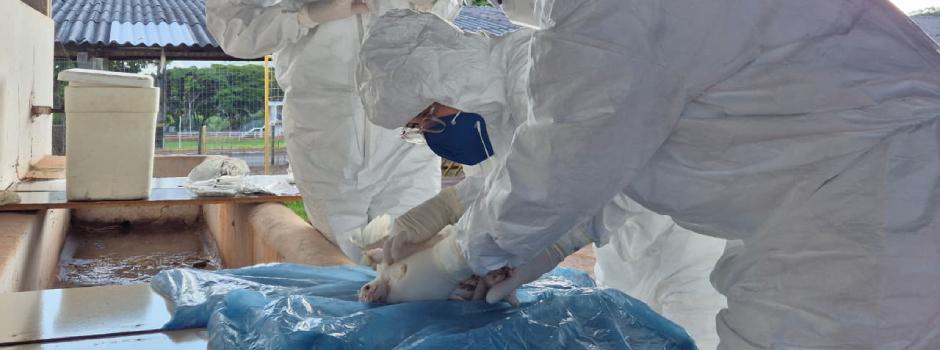 IMA fiscaliza 50 propriedades rurais em simulado de gripe aviária em Minas Gerais