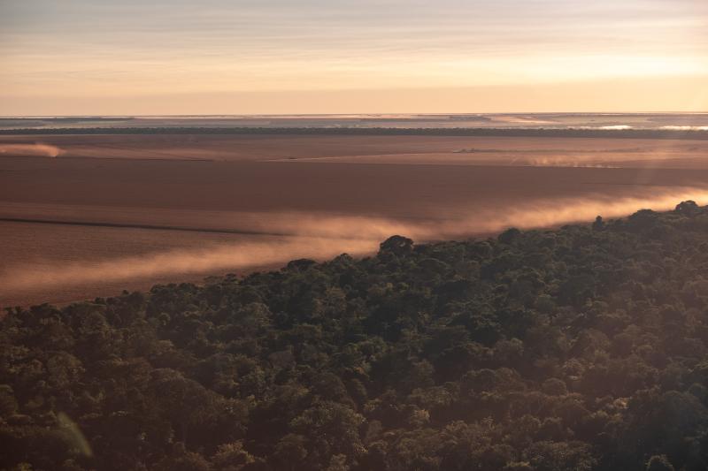 Incêndios, secas e tempestades de vento tornam vegetação da Amazônia menos diversa