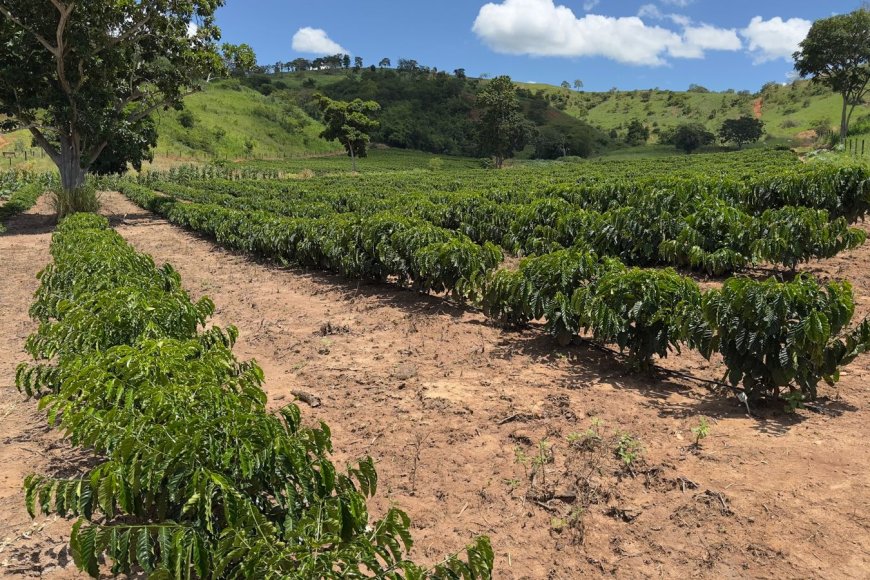 Minas Gerais expande produção de café conilon e impulsiona diversificação agrícola