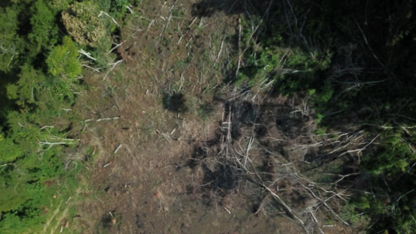 PM flagra desmate e aplica multa de R$ 117 mil em área de Mata Atlântica em MG