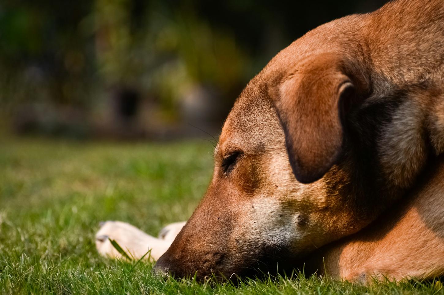 Pode dar Bravecto para cachorra que está amamentando? Descubra a verdade