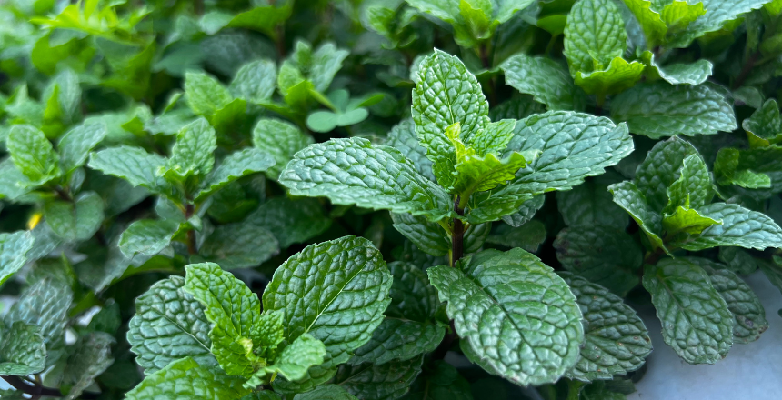 Projeto Terra Boa abre inscrições para distribuição de adubo orgânico em Juiz de Fora