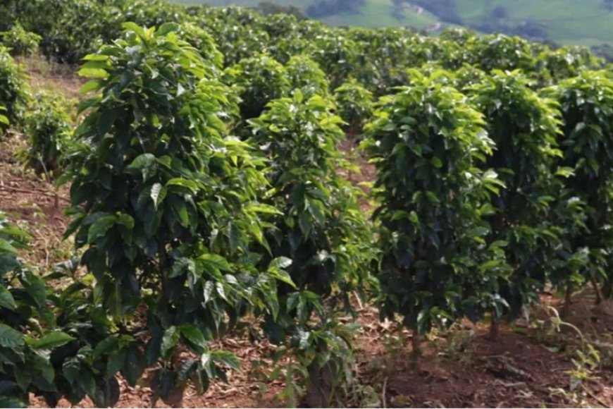 Produção rara de café em Minas Gerais atinge valorização expressiva no mercado de luxo