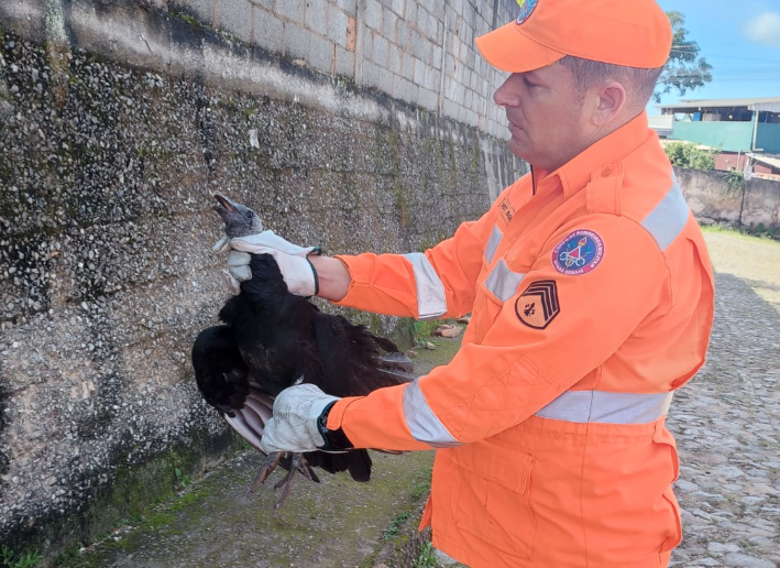 Urubu ferido é resgatado por brigada municipal e levado para atendimento em MG