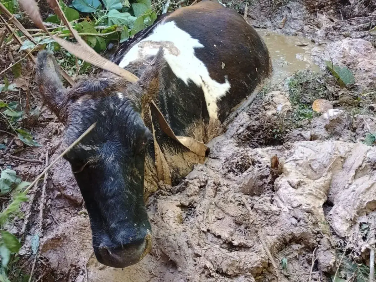 Vaca prenha é resgatada após ficar atolada em brejo em Carandaí