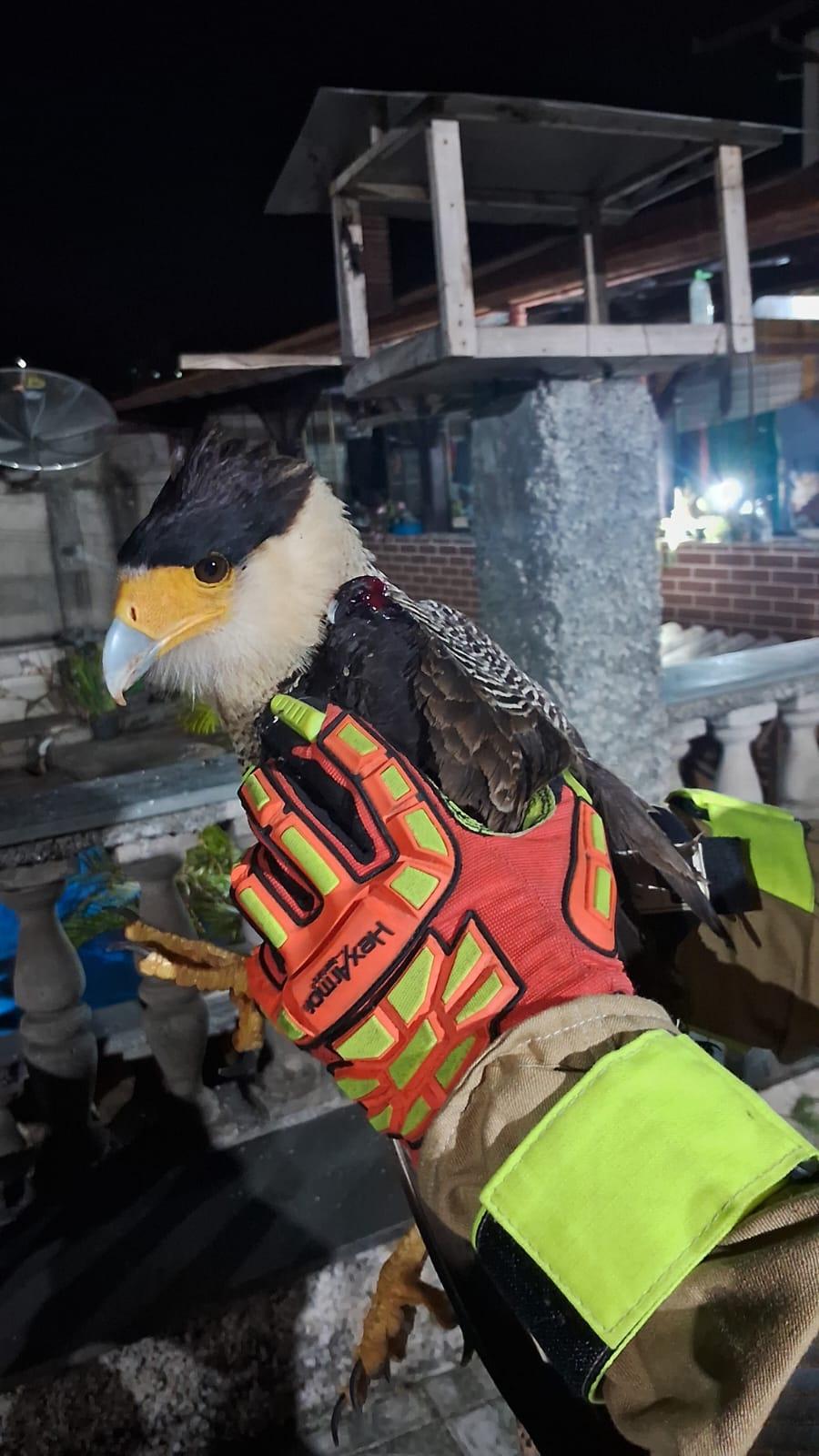 Bombeiros resgatam gavião-carcará ferido em residência no bairro Pontilhão, em Barbacena