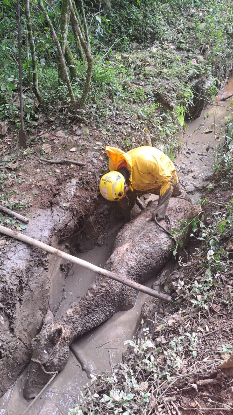 Bombeiros salvam égua atolada em vala com lama e evitam afogamento em Carandaí