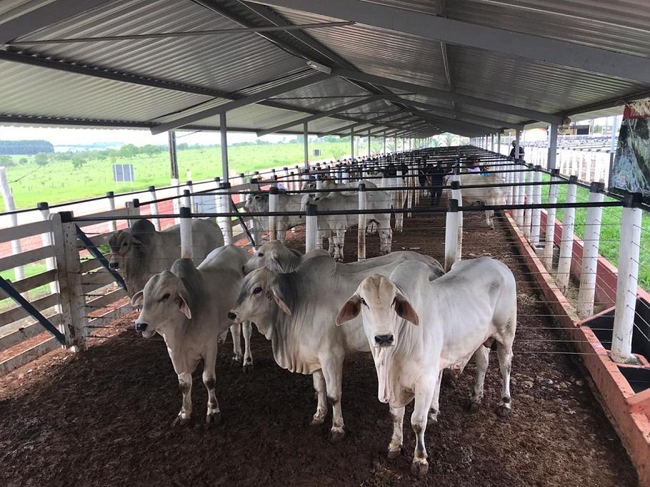 Cadeia de carnes e café disparam e fazem Minas Gerais atingir faturamento recorde de R$ 167,8 bilhões no agro