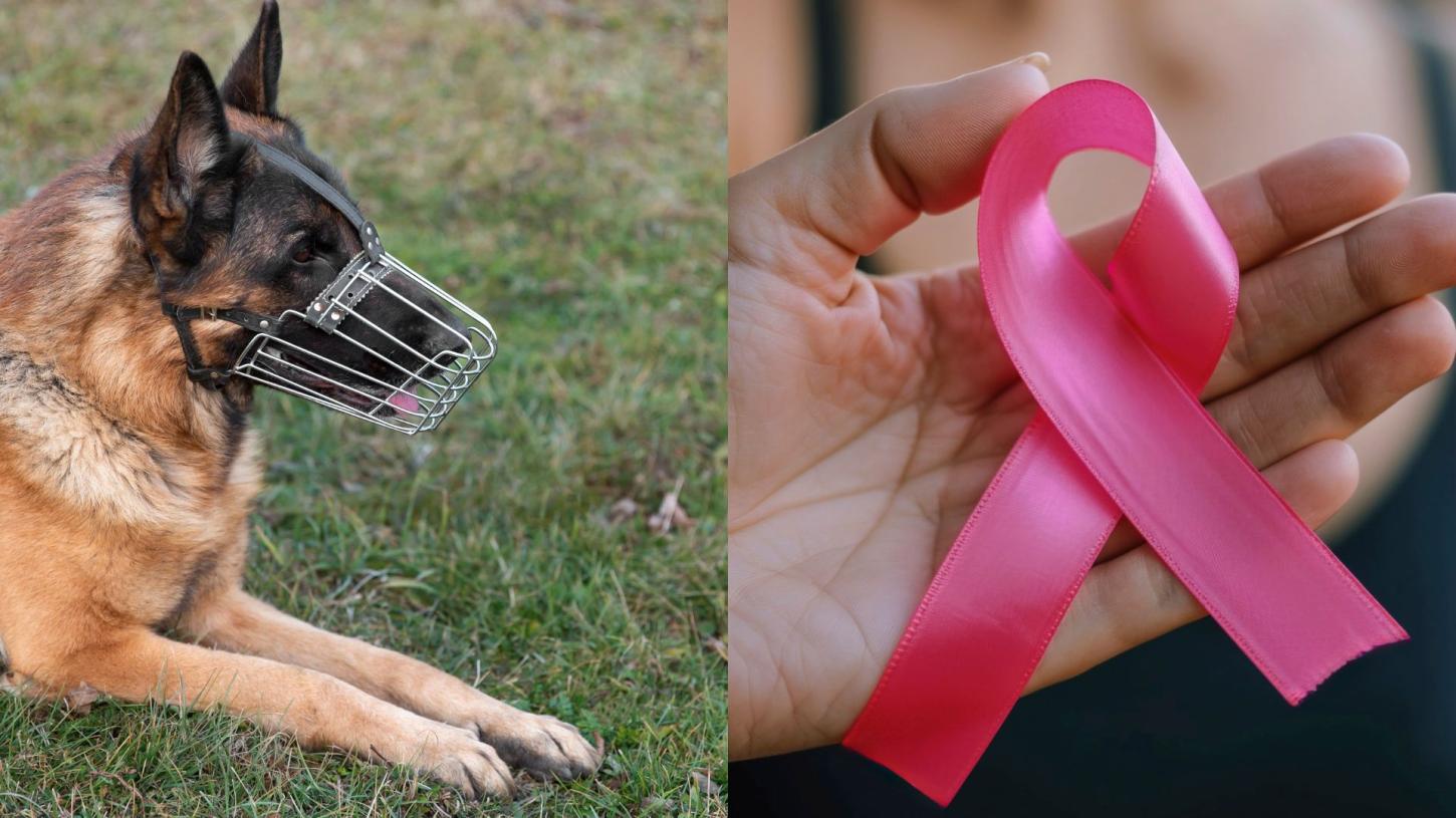 Câmara de Juiz de Fora aprova leis sobre danos causados por cães, criação do 