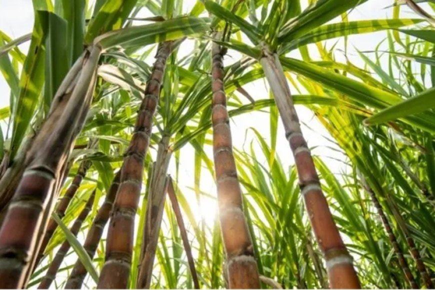 Cana-de-açúcar impulsiona a economia do Triângulo Mineiro
