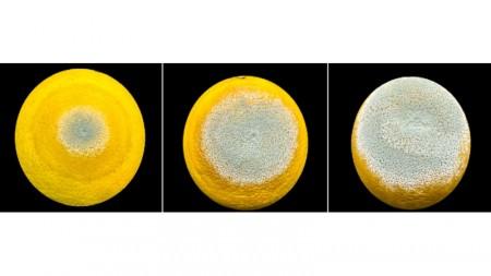 Estudo premiado descreve estratégia usada pelo mofo azul para devastar frutas cítricas