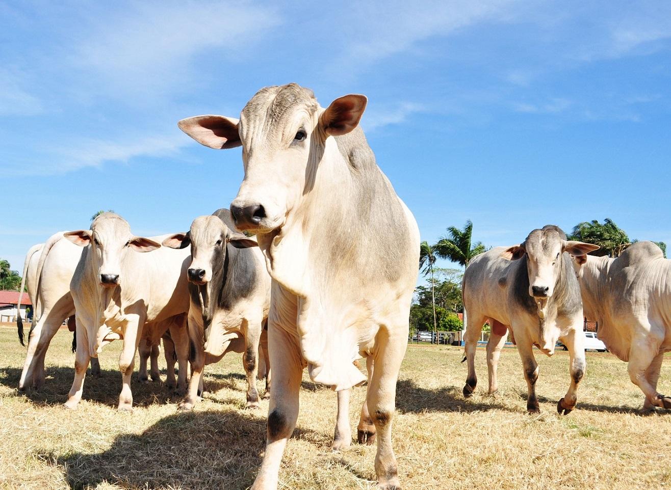 Exportações do agro em Minas Gerais somam US$ 5,8 bilhões no quadrimestre