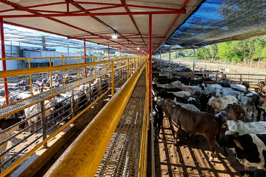 China reabilita frigorífico mineiro para exportação de carne bovina