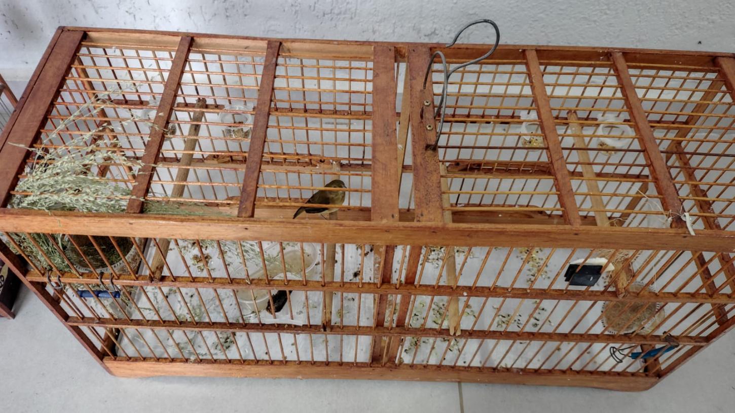 Homem é preso com lança-perfume, munições e aves silvestres em Ubá