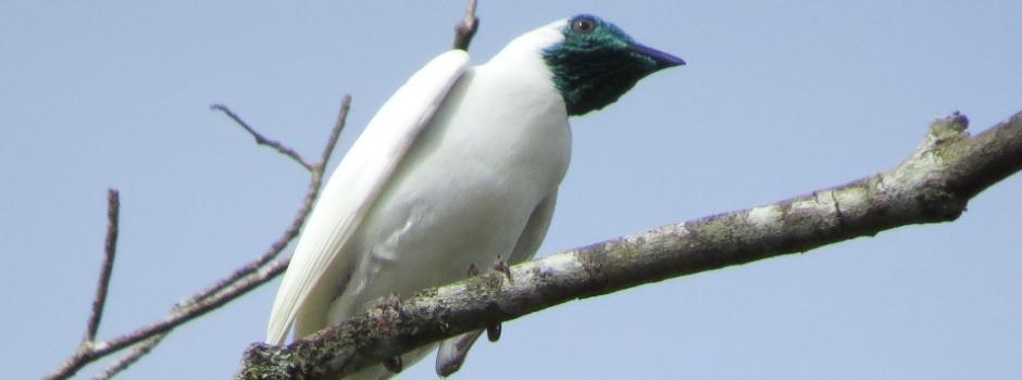 IEF abre consulta pública para atualizar lista de espécies ameaçadas de extinção em Minas Gerais