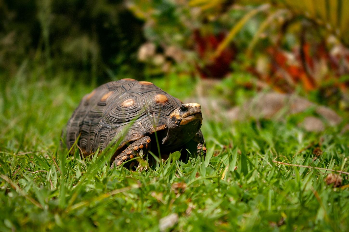 IEF alerta para os riscos e impactos da domesticação de jabutis em Minas Gerais