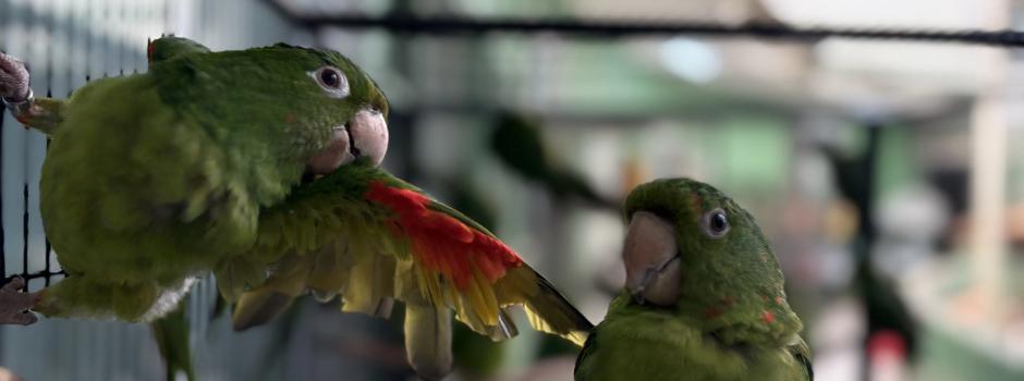 IEF regulamenta regras para criação e comércio de animais silvestres em Minas Gerais