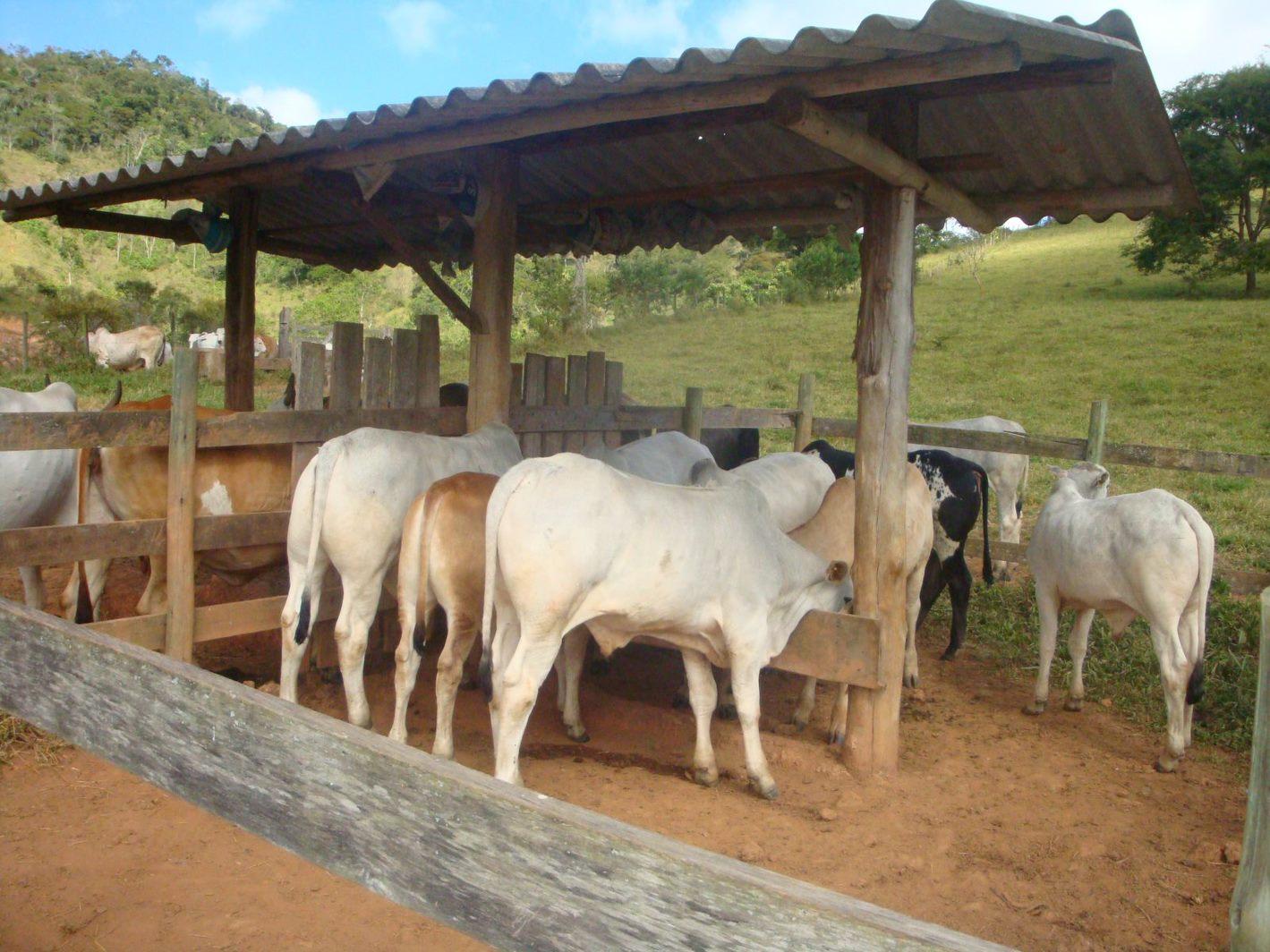 IMA inicia atualização obrigatória de rebanhos em Minas Gerais