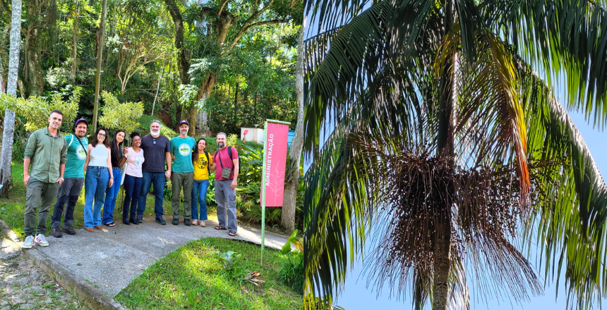Jardim Botânico de Juiz de Fora recebe oficina gratuita de plantio e produção da palmeira-juçara