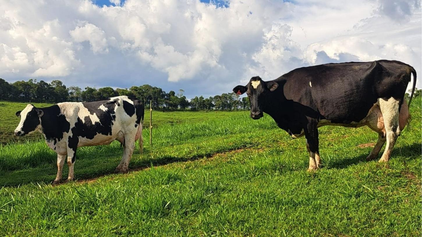 Mar de Espanha recebe Dia de Campo de Bovinocultura de Leite nesta sexta-feira