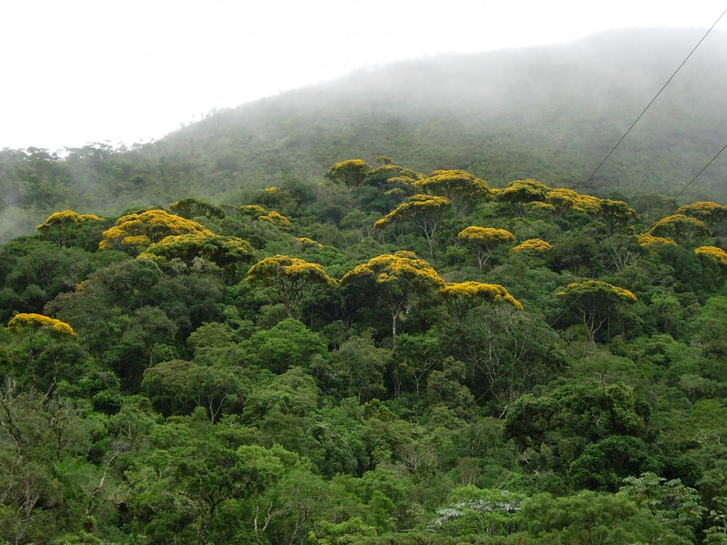 Minas abre Semana do Meio Ambiente com plataforma de restauração de R$ 41 milhões e ações climáticas municipais