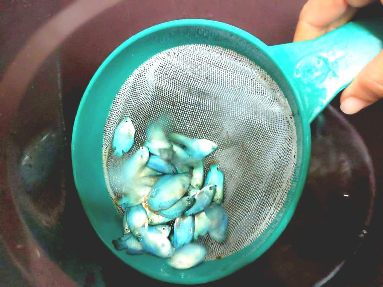 Minas Gerais emite primeira certificação de piscicultura ornamental do país
