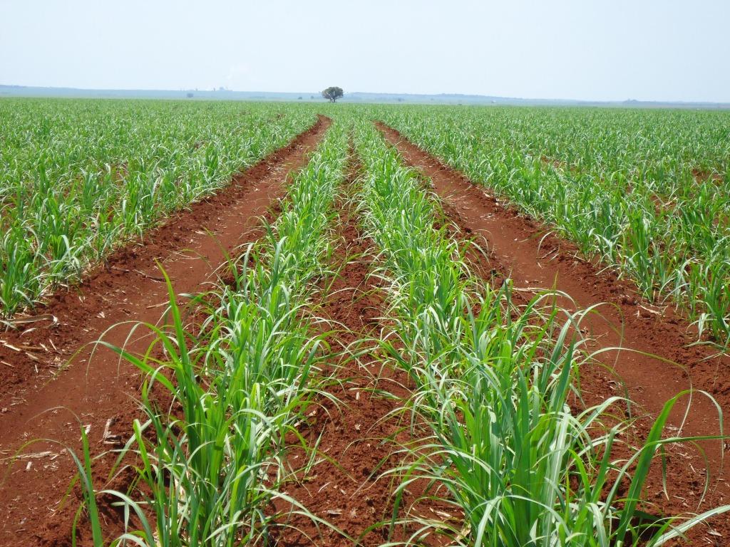 Minas Gerais projeta safra recorde de 82,6 milhões de toneladas de cana-de-açúcar