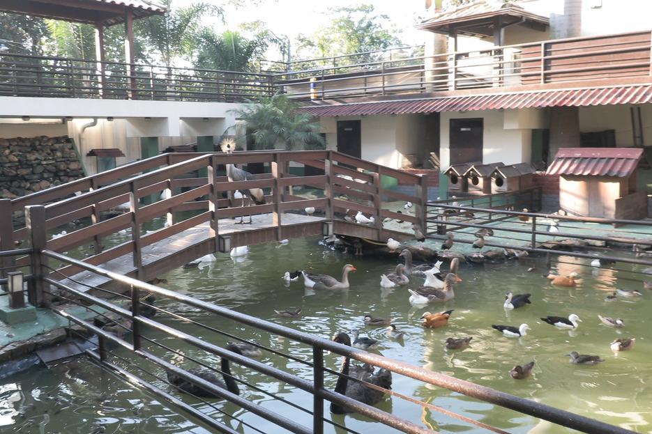 Operação contra tráfico digital de animais apreende 160 espécies e prende suspeito em MG