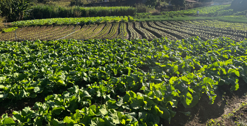 PJF investe R$ 294 mil na compra de alimentos da agricultura familiar